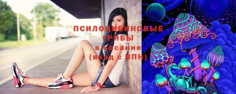 Галлюциногенные грибы Psilocybine cubensis  Нюрба 